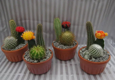 4" Cactus Garden Glazed Clay Bowl 3ppp